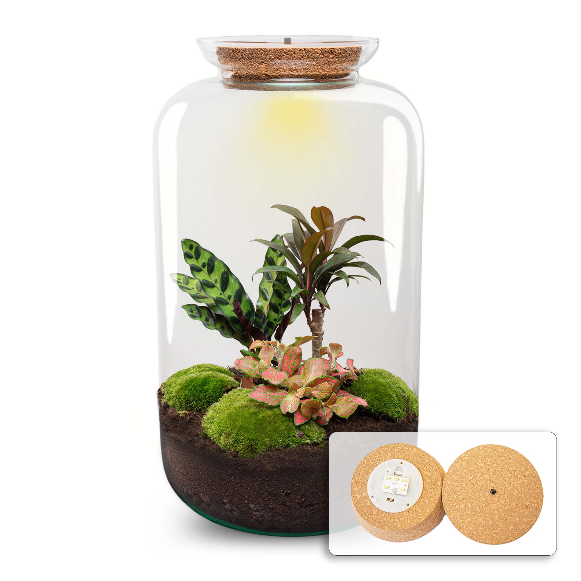plant terrarium decor DIY Terrarium Kit - Create your own mini Ecosystem