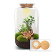 Terrarium DIY Kit - Sven Ginseng Bonsai with light - Bottle Garden - ↑ 43 cm