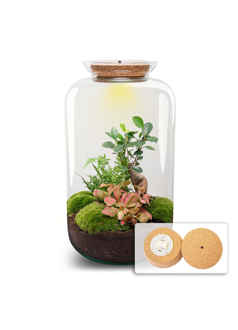 Terrarium DIY Kit - Sven Ginseng Bonsai XL - With light - Bottle Garden - ↑ 43 cm