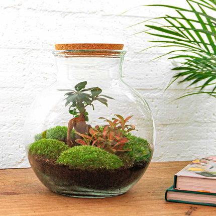 Kit DIY Terrario • Peluche • Ecosistema con plantas • ↑ 26,5 cm