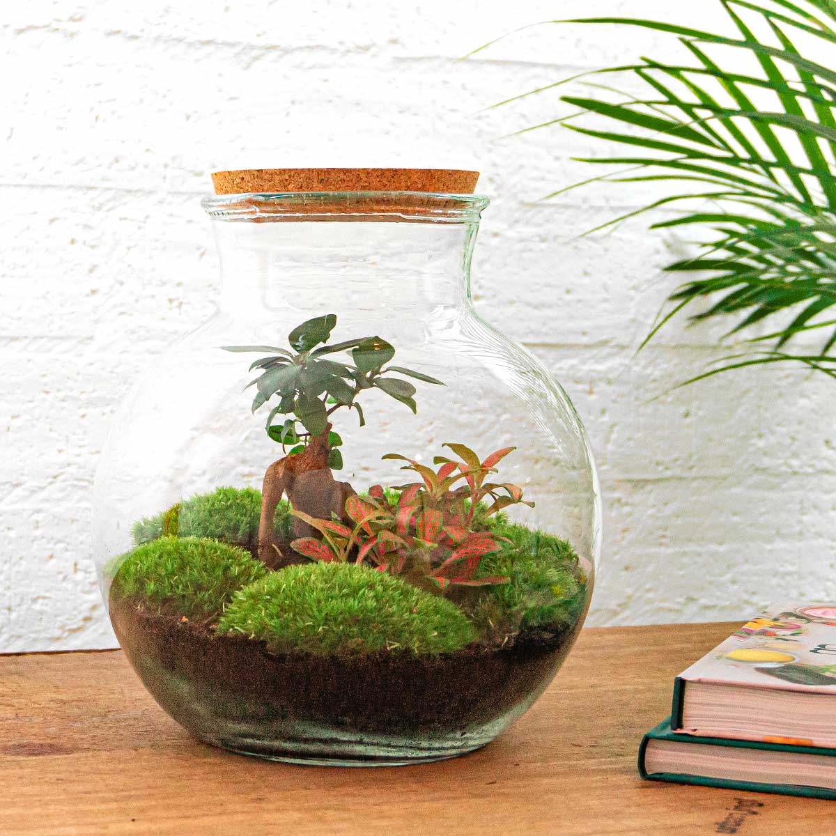 bonsai tree terrarium DIY Terrarium Kit - Create your own mini Ecosystem