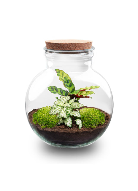Terrarium DIY Kit - Teddy - Bottle Garden - ↑ 26,5 cm