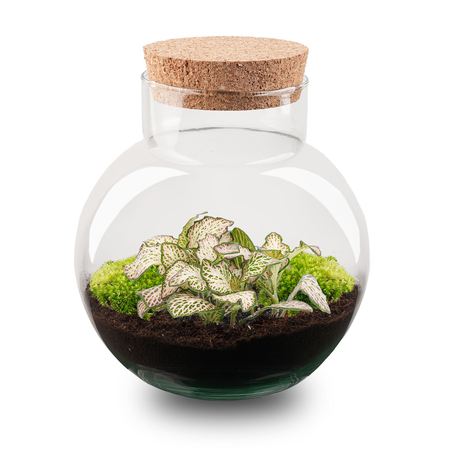 plants in a bottle terrarium embroidered patch Noah - Terrarium - Bottle garden DIY kit