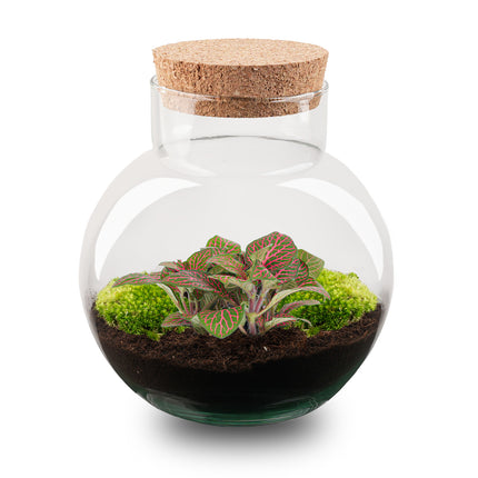 Noah - Terrarium - Bottle garden DIY kit - Ø 18.5 cm ↑ 19 cm