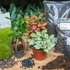 Bonsai Ficus Ginseng