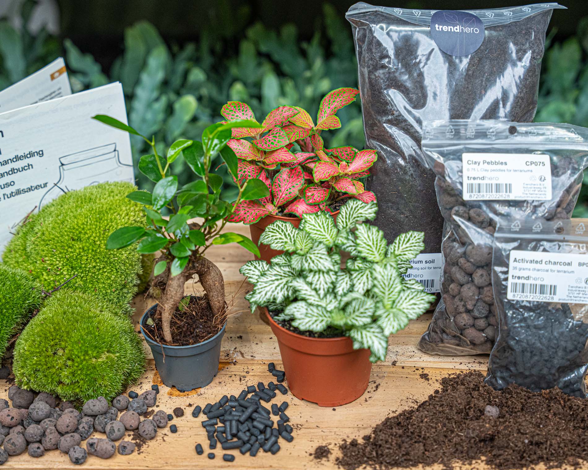terrarium plants for sale near me Bonsai Ficus Ginseng - Plant Terrarium Refill & Starter kit