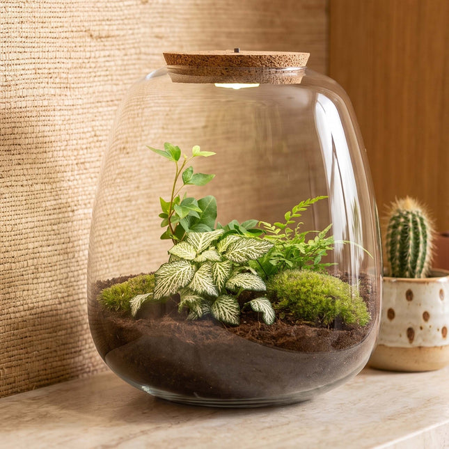  Emma - Hedera White - Planten Terrarium met licht - DIY kit - Ecosysteem plant - Ø 23 cm ↑ 25 cm