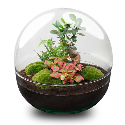 Kit fai da te terrario • Bonsai Cupola XL Ficus Ginseng • Ecosistema con piante • ↑ 30 cm