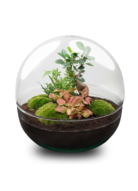 Terrarium DIY Kit - Dome XL Ficus Ginseng Bonsai - Bottle Garden - ↑ 28 cm