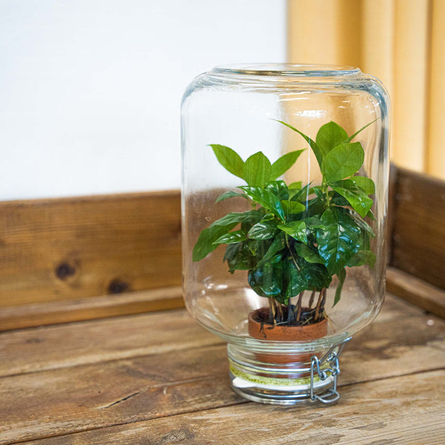Easyplant Coffea - Flaschengarten - Fido Terrariumglas - DIY Terrarium mit Pflanzen im Glas - Ø 18 cm ↑ 28 cm