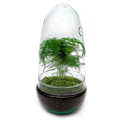 Planten terrarium - Egg - Ecosysteem in 'ei stolp' - ↑ 25 cm