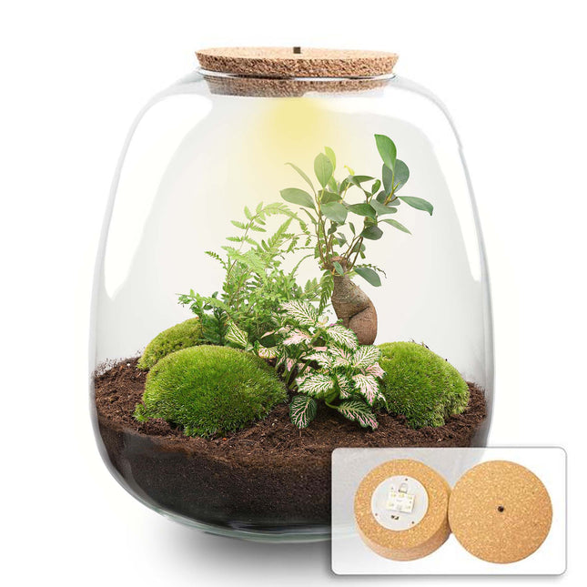 Emma - Bonsai Red - Flaschengarten mit Licht - DIY Terrarium mit Pflanzen im Glas - Ø 23 cm ↑ 25 cm