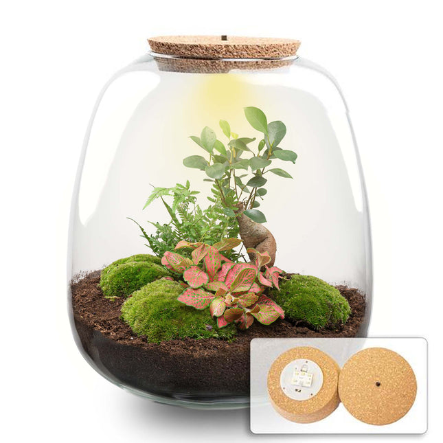 Emma - Bonsai Red - Flaschengarten mit Licht - DIY Terrarium mit Pflanzen im Glas - Ø 23 cm ↑ 25 cm