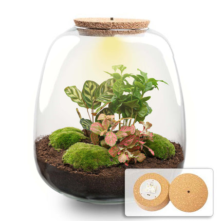  Emma - Planten Terrarium met licht - DIY kit - Ecosysteem plant - Ø 23 cm ↑ 25 cm