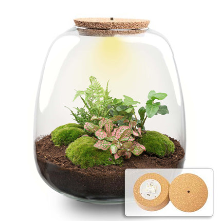  Emma - Planten Terrarium met licht - DIY kit - Ecosysteem plant - Ø 23 cm ↑ 25 cm