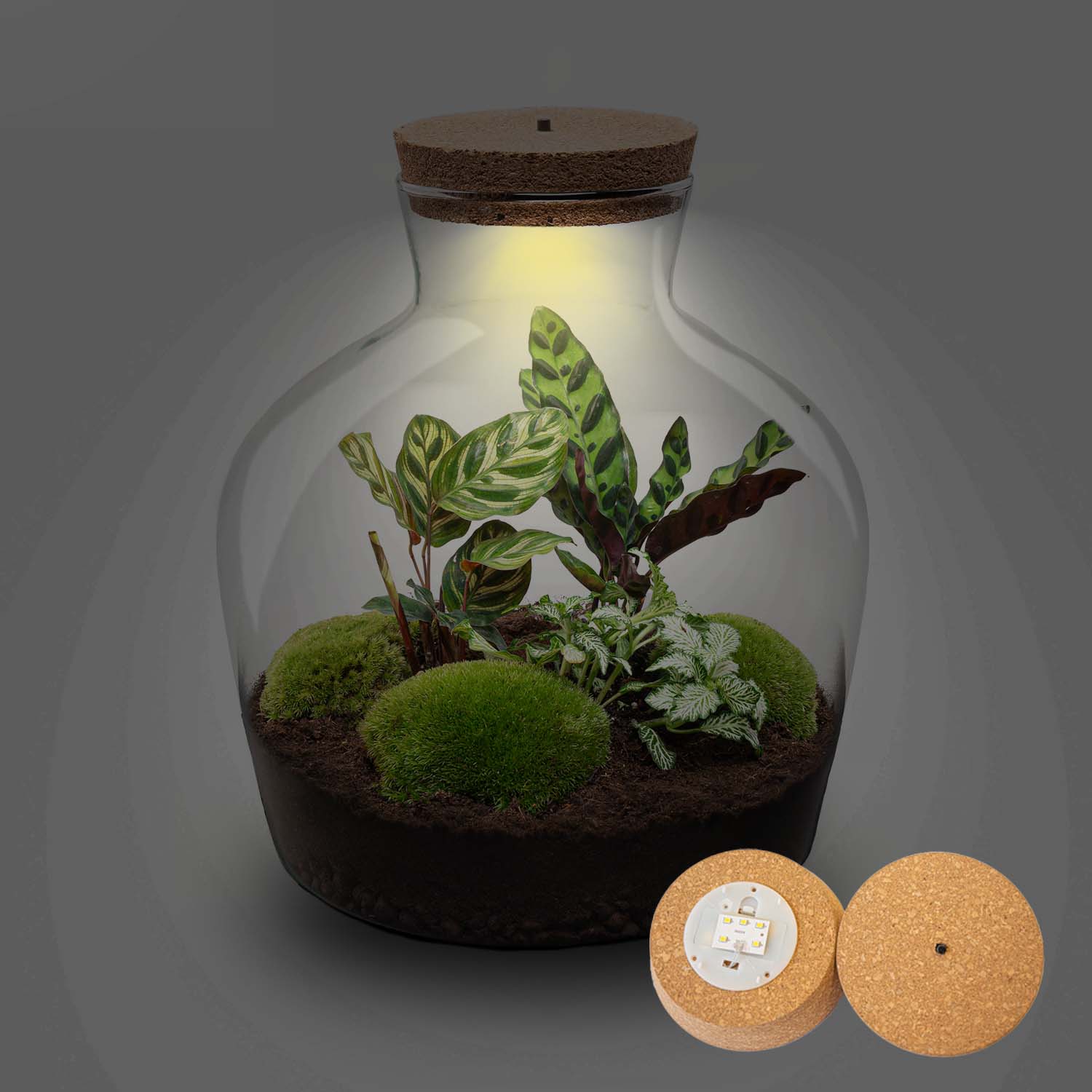 terrarium planter kit dunnes stores DIY Terrarium Kit - Create your own mini Ecosystem