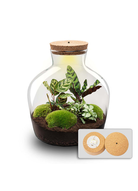Terrarium DIY Kit - Fat Joe - Bottle Garden - ↑ 30 cm