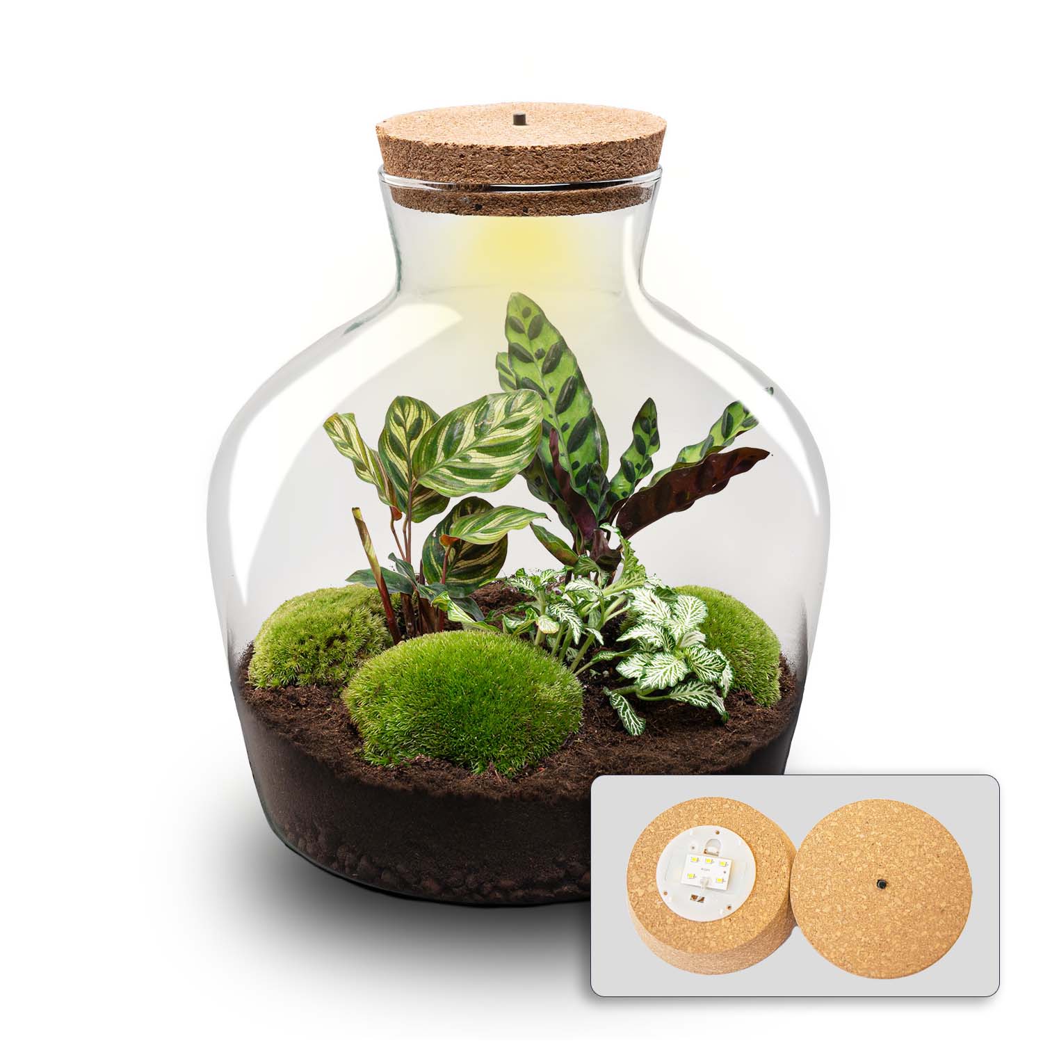 cheap plant terrariums DIY Terrarium Kit - Create your own mini Ecosystem