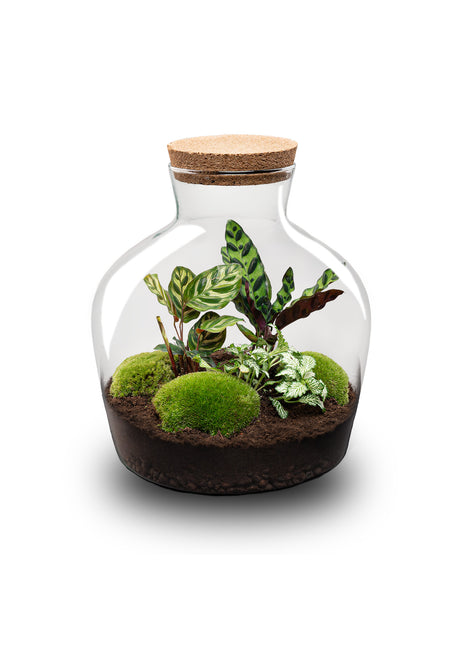 Terrarium DIY Kit - Fat Joe - Bottle Garden - ↑ 30 cm