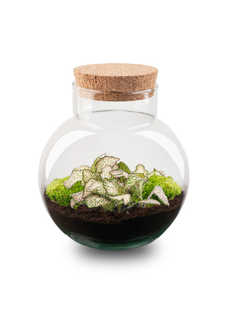 Terrarium DIY Kit - Noah - DIY kit - ↑ 20 cm
