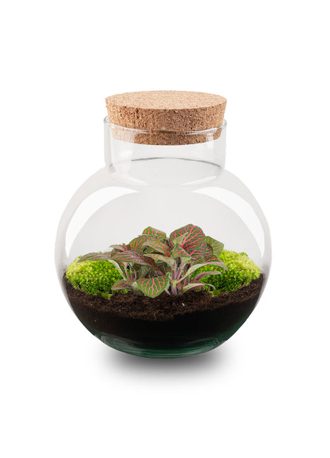 Terrarium DIY Kit - Noah - DIY kit - ↑ 20 cm