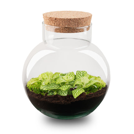 Terrarium DIY Kit - Noah - DIY kit - ↑ 20 cm