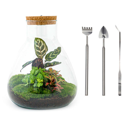 Flaschengarten • Sam Calathea • Pflanzen im Glas mit Licht • ↑ 30 cm