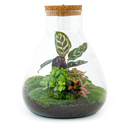 Planten terrarium • Sam Calathea met lamp • Ecosysteem plant met licht • ↑ 30 cm