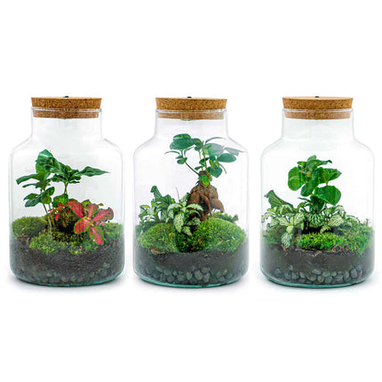 Planten terrarium • Little Milky + Led lamp • Ecosysteem plant • ↑ 25 cm