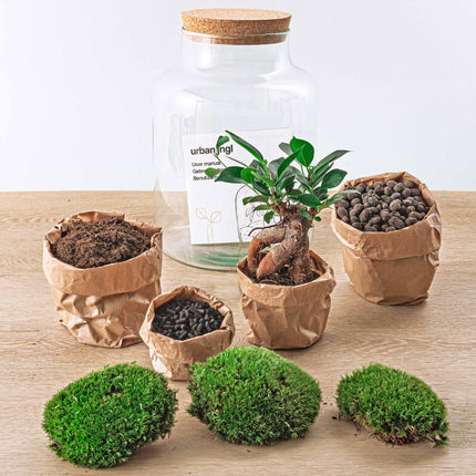 Kit DIY Terrarium • 'Milky' avec bonsaï • Écosystème avec plantes • ↑ 30 cm
