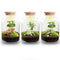 Plant terrariums