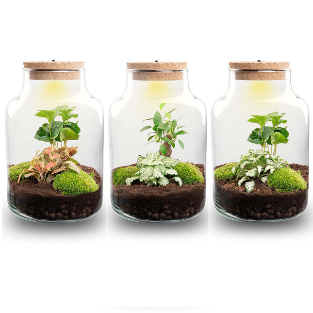Little Milky - Terrarium with light - Bottle garden DIY kit - Ø 17 cm ↑ 25 cm