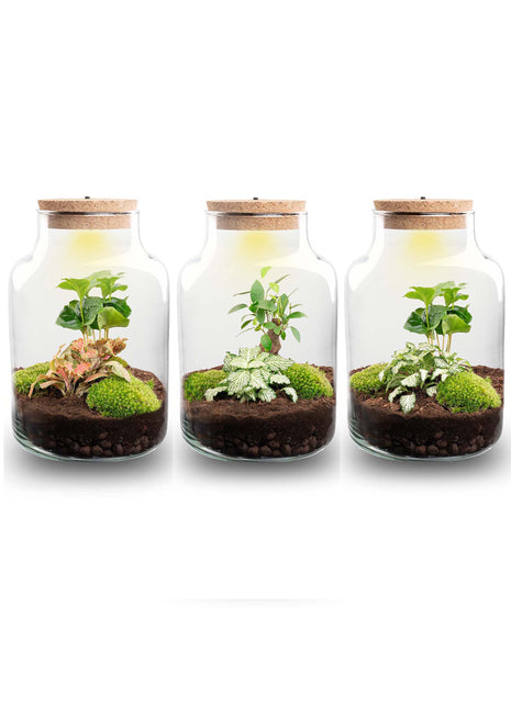 Terrarium DIY Kit - Little Milky + Led light - ↑ 25 cm