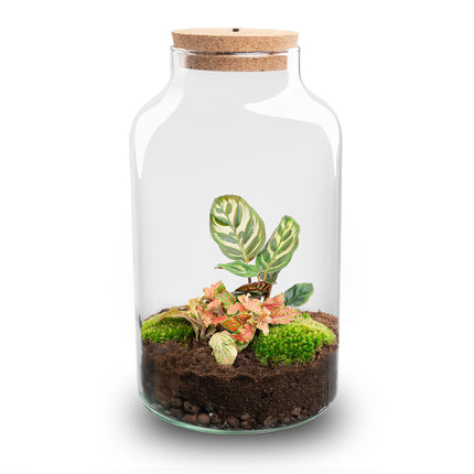 Planten terrarium • Milky Calathea met lamp • Ecosysteem plant met licht •↑ 31 cm