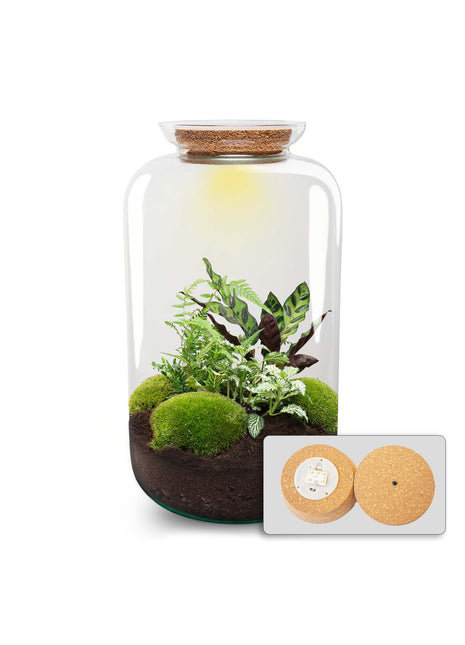 Terrarium DIY Kit - Botanical Sven XL + Light - Bottle Garden - ↑ 43 cm