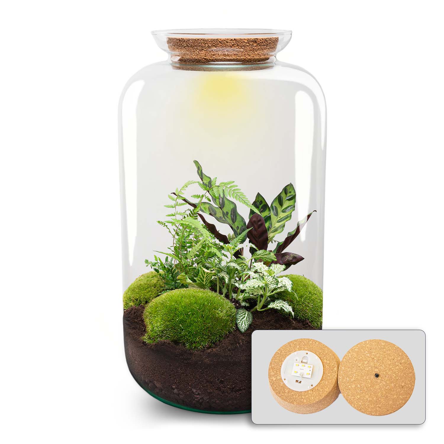 plantes terrarium DIY Terrarium Kit - Create your own mini Ecosystem