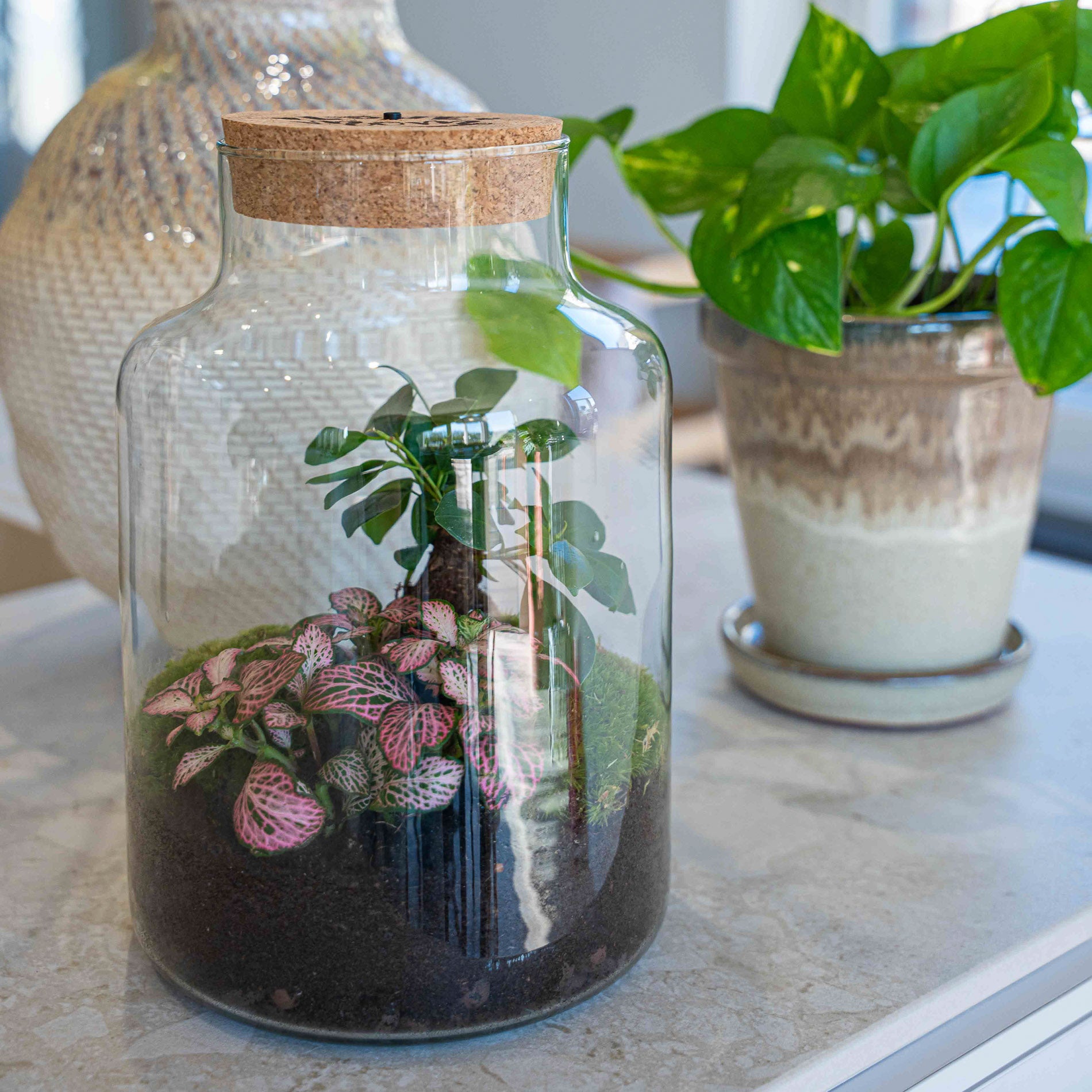 terrarium plant gifts Mother's Day terrarium Gift