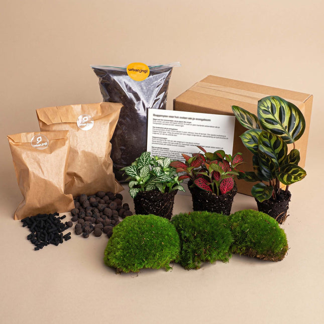 Calathea Makoyana- Terrarium Start & Navul pakket - 3 terrarium planten - DIY