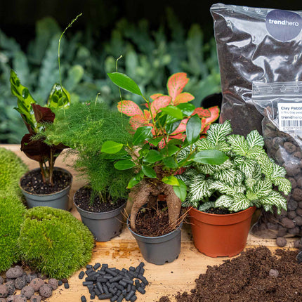 Flaschengarten Paket - 5 Pflanzen - Nachfüll & Starterpaket DIY - Pflanzenterrarium Nachfüllset