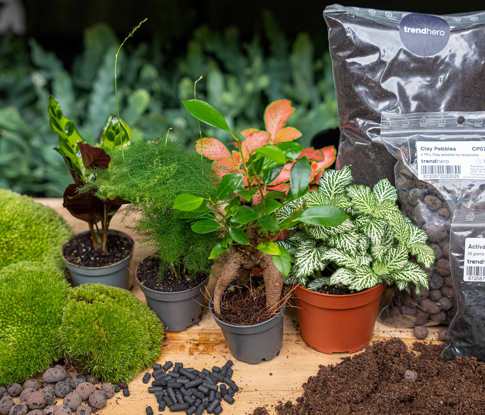 terrarium plant combinations 5 Terrarium plants - Plant Terrarium Refill & Starter kit