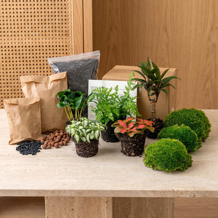 Plant terrarium package - Jungle 5 - Refill & Starter package  DIY terrarium refill kit