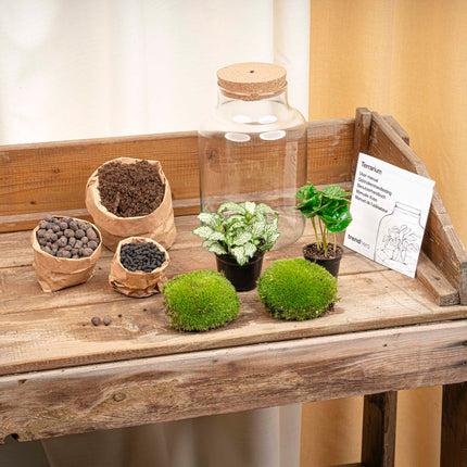 Terrarium DIY Kit - Little Milky + Led light - ↑ 25 cm