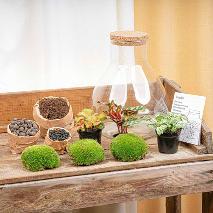 Planten terrarium • Sam XL Red • Ecosysteem met plant • ↑ 35 cm • DIY