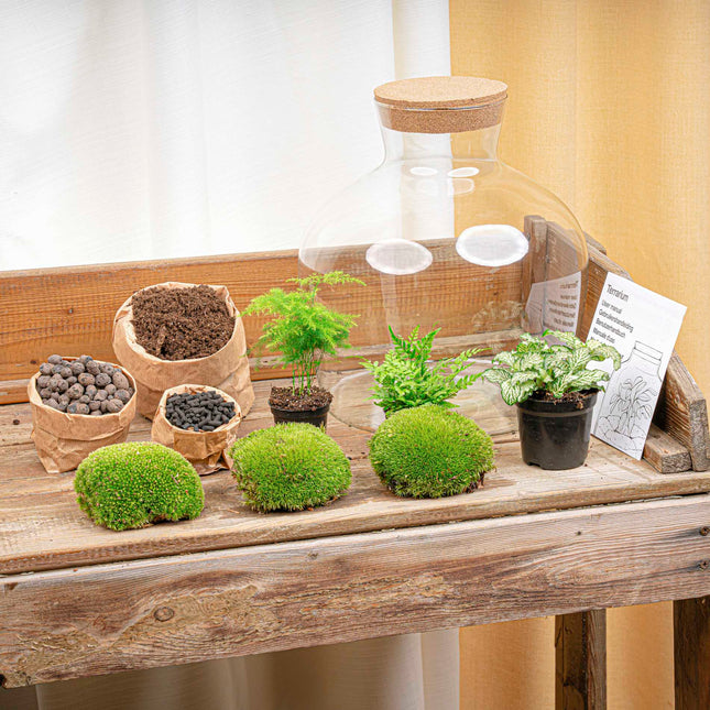 Fat Joe Green - Terrarium with light - Bottle garden DIY kit - Ø 29 cm ↑ 30 cm