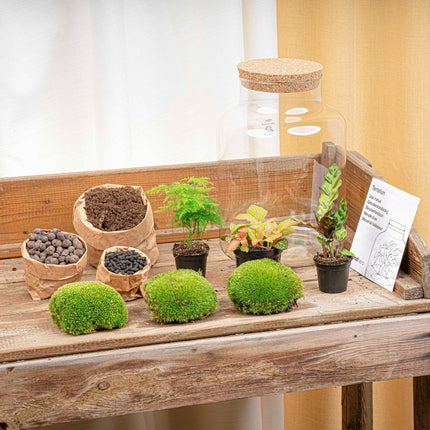 Kit DIY Terrario • 'Milky' • Ecosistema con plantas • ↑ 30 cm