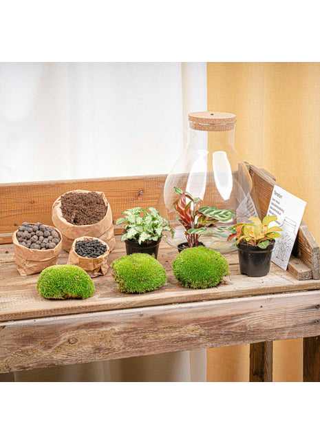 Terrarium DIY Kit - Sam Calathea with Light - Bottle garden - ↑ 30 cm