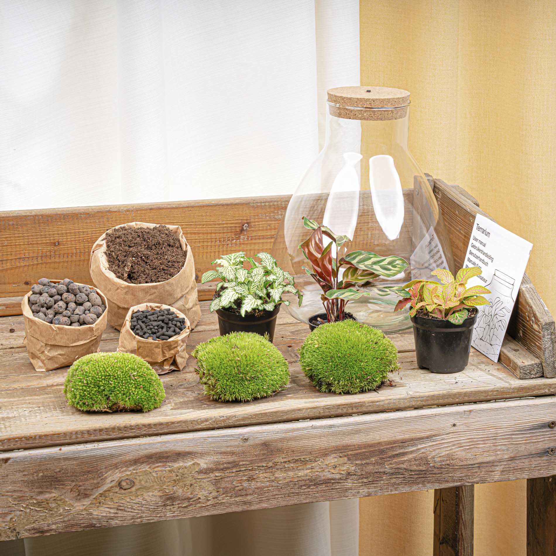 Terrariumplantenset klein - Dutch Rana Terrariumplantenset klein - Dutch Rana