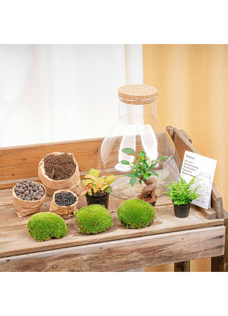 Terrarium DIY Kit - Sam XL Bonsai -  Fittonia - Fern -  Bottle Garden - ↑ 35 cm