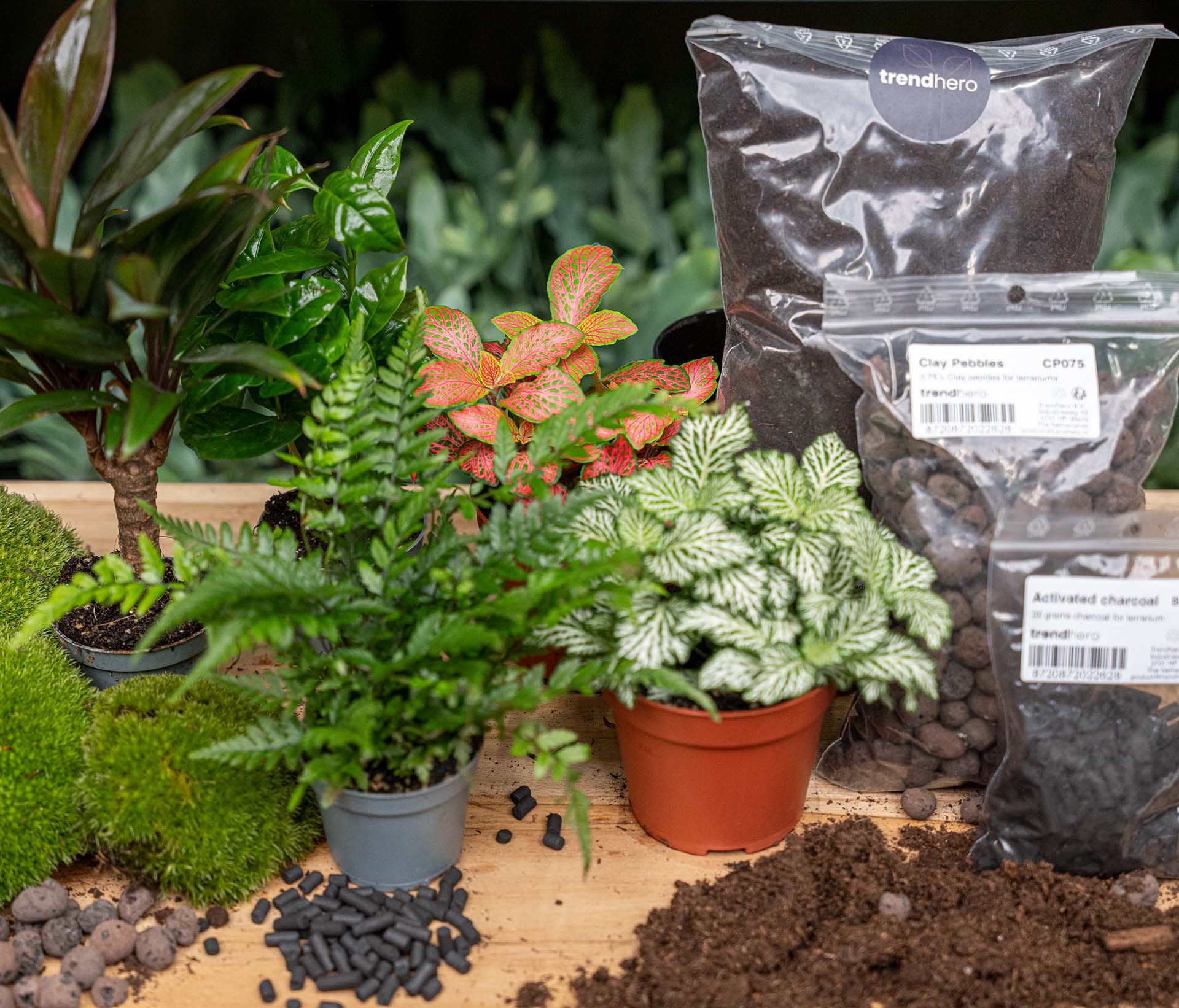 activated charcoal plant terrarium Jungle 5 - Plant Terrarium Refill & Starter kit - 5 terrarium plants