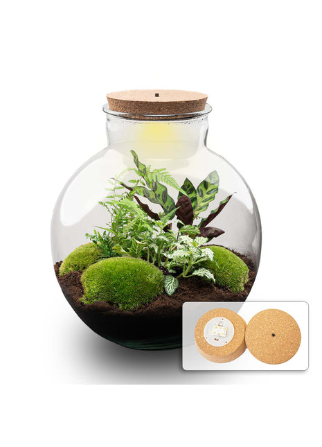 Terrarium DIY Kit - Bolder Bob - Bottle Garden - ↑ 30 cm